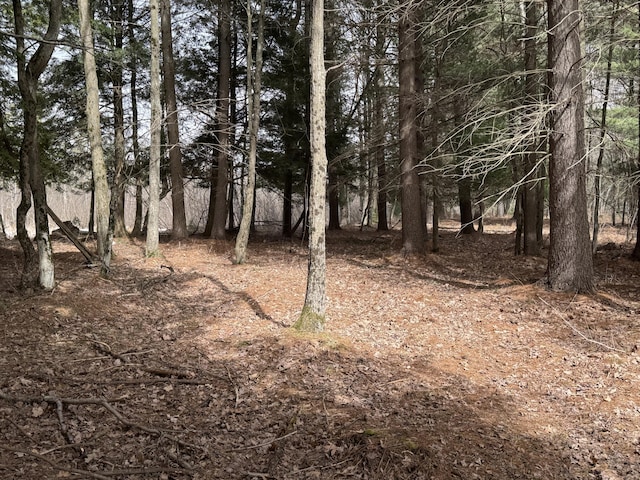 view of local wilderness