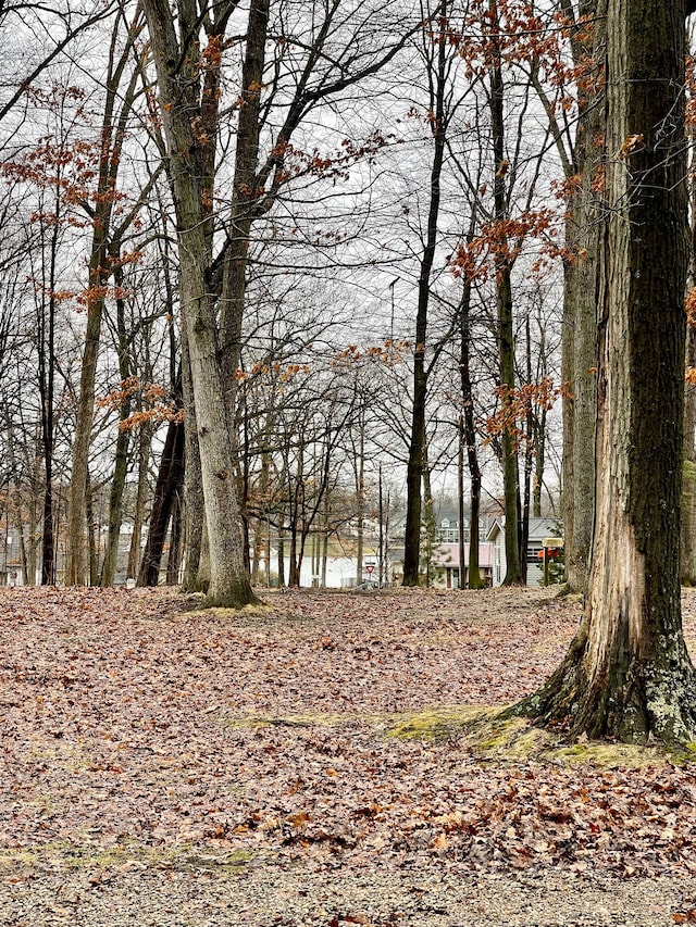 view of local wilderness