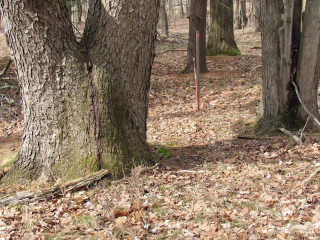 5892 Woodland Dr, Lake, MI 48632 - view of local wilderness