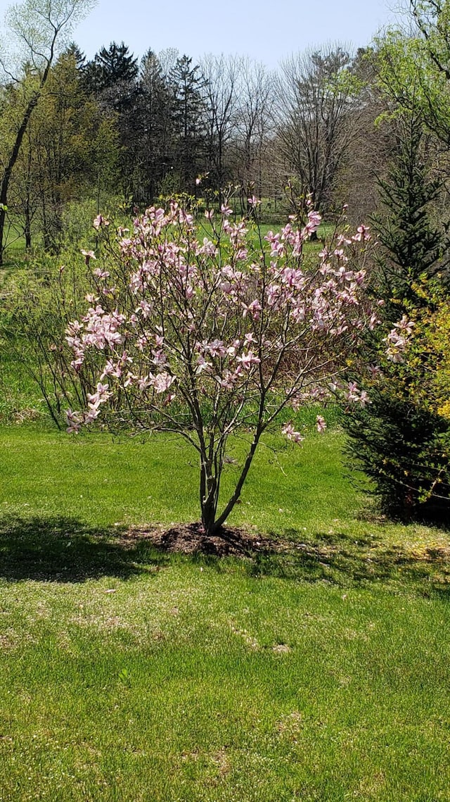 70255 51st St, Lawrence, MI 49064 - view of yard
