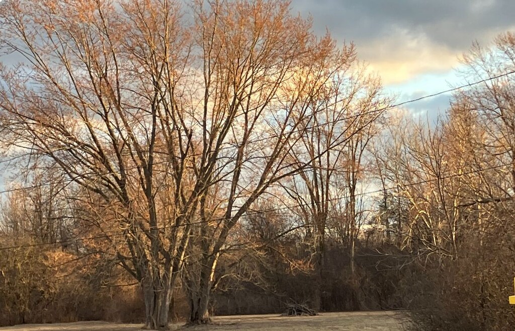 4342 E Court St, Burton, MI 48509 - view of nature