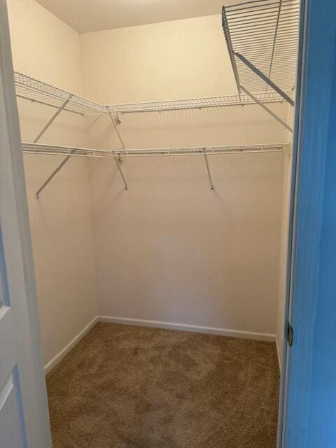 walk in closet with carpet floors