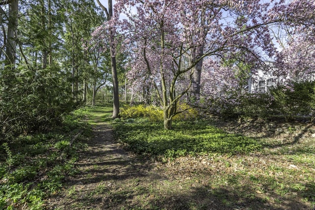 3122 Geddes Ave, Ann Arbor, MI 48104 - view of nature