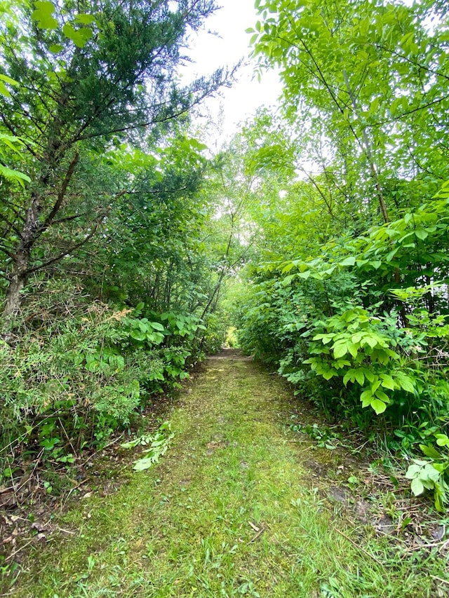 view of local wilderness