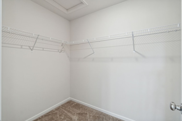 spacious closet featuring carpet