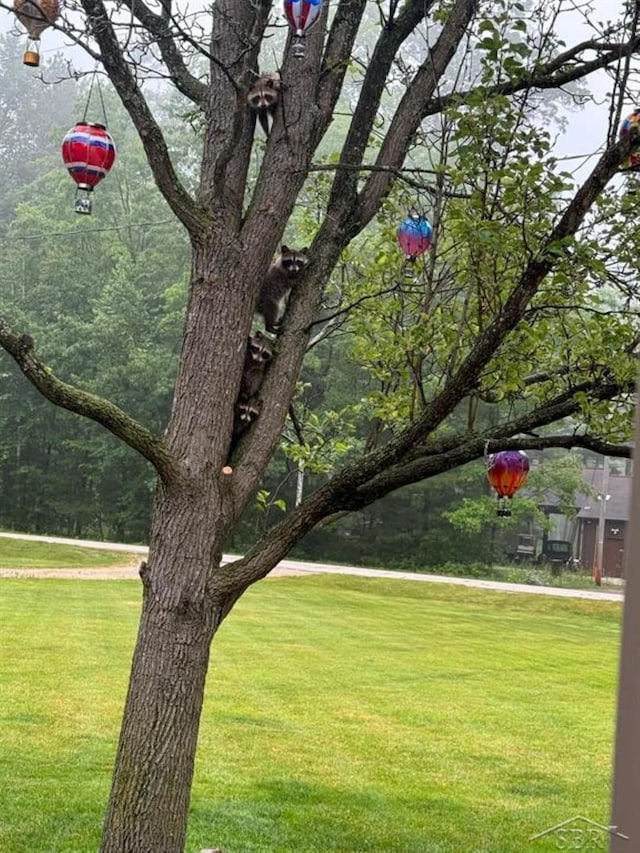 surrounding community with a yard