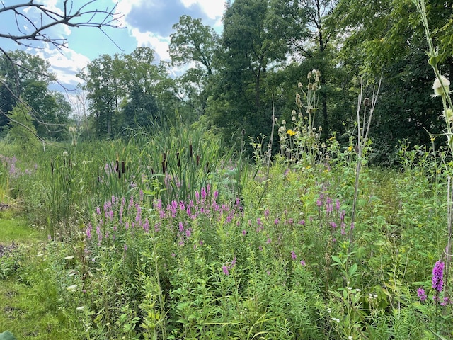 3092 N Spurway Dr, Ann Arbor, MI 48105 - view of undeveloped land