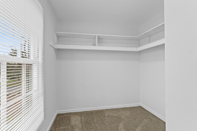 spacious closet featuring carpet floors