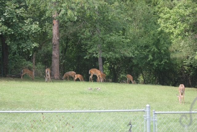 5900 Commerce Rd, West Bloomfield, MI 48324 - view of community with a yard and fence