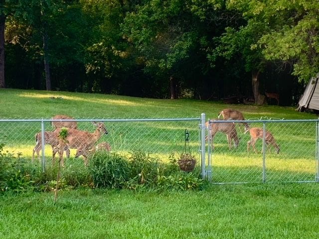 5900 Commerce Rd, West Bloomfield, MI 48324 - view of yard with a rural view and fence