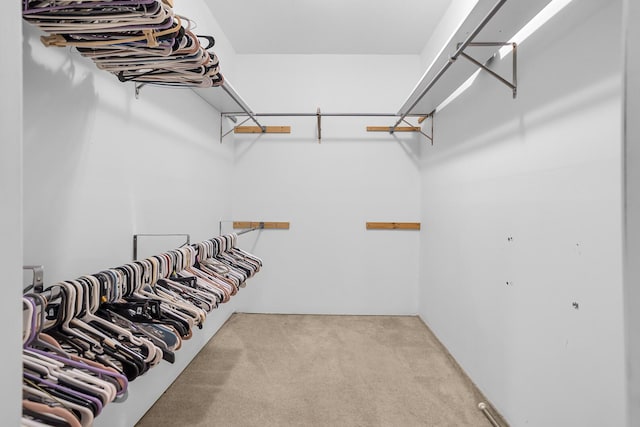 spacious closet featuring carpet floors
