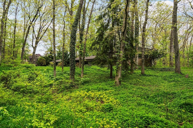 1657 Glenwood Rd, Ann Arbor, MI 48104 - view of local wilderness