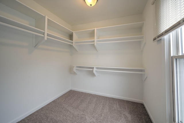4238 Still Meadow Ln, West Bloomfield, MI 48323 - walk in closet featuring carpet flooring