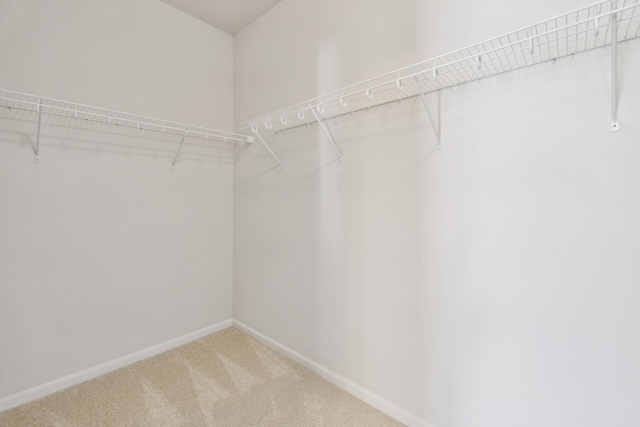 walk in closet with carpet flooring