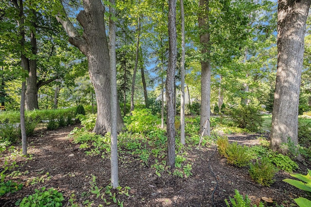 638 Allegan St, Saugatuck, MI 49453 - view of undeveloped land