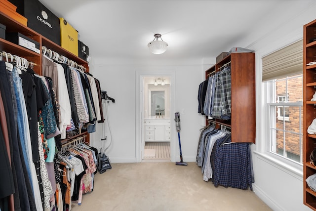 walk in closet with carpet flooring