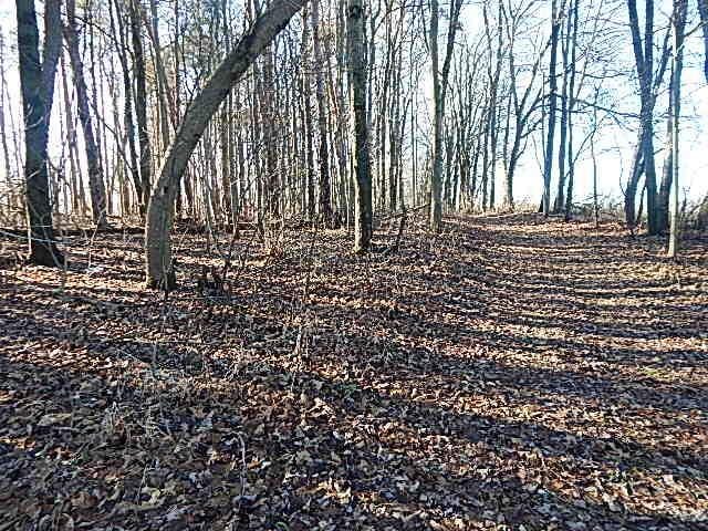 view of undeveloped land