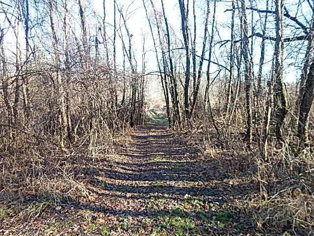 view of local wilderness