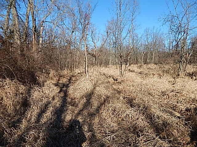 view of undeveloped land