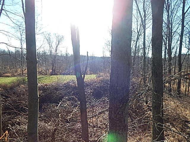 view of local wilderness