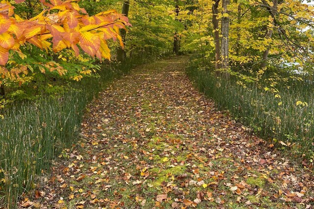 2801 Niles Buchanan Rd, Buchanan, MI 49107 - view of road
