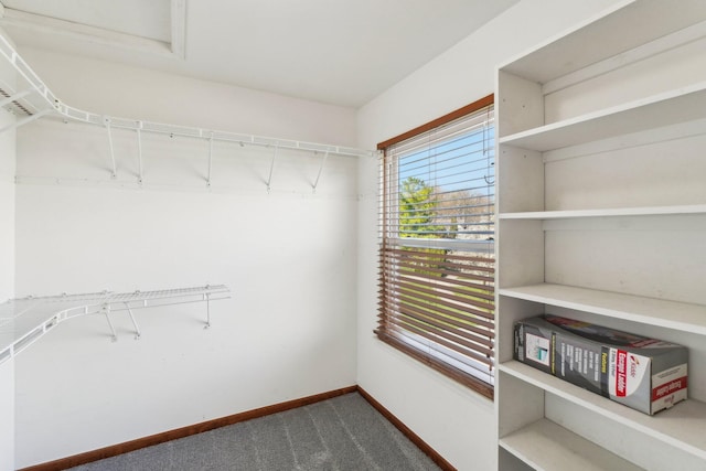 4658 White Pine Ct, Ypsilanti, MI 48197 - walk in closet with dark colored carpet