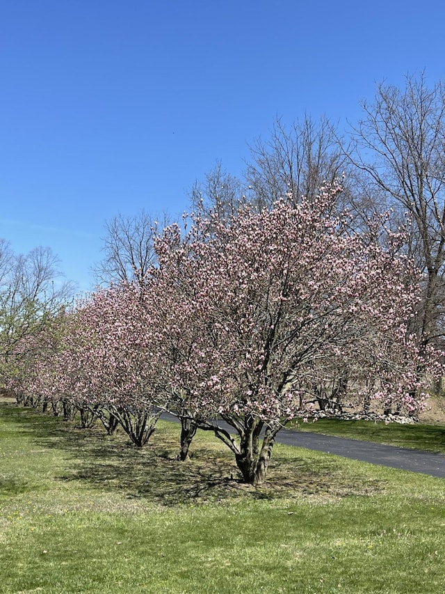 331 Jonesville Rd, Jonesville, MI 49250 - view of yard