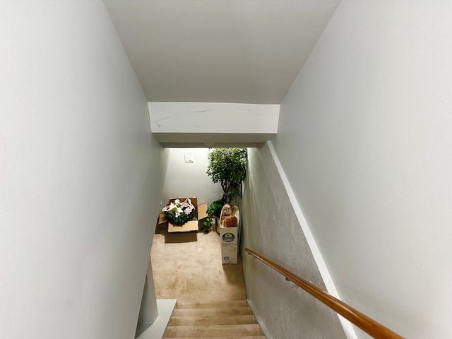 stairway featuring carpet floors