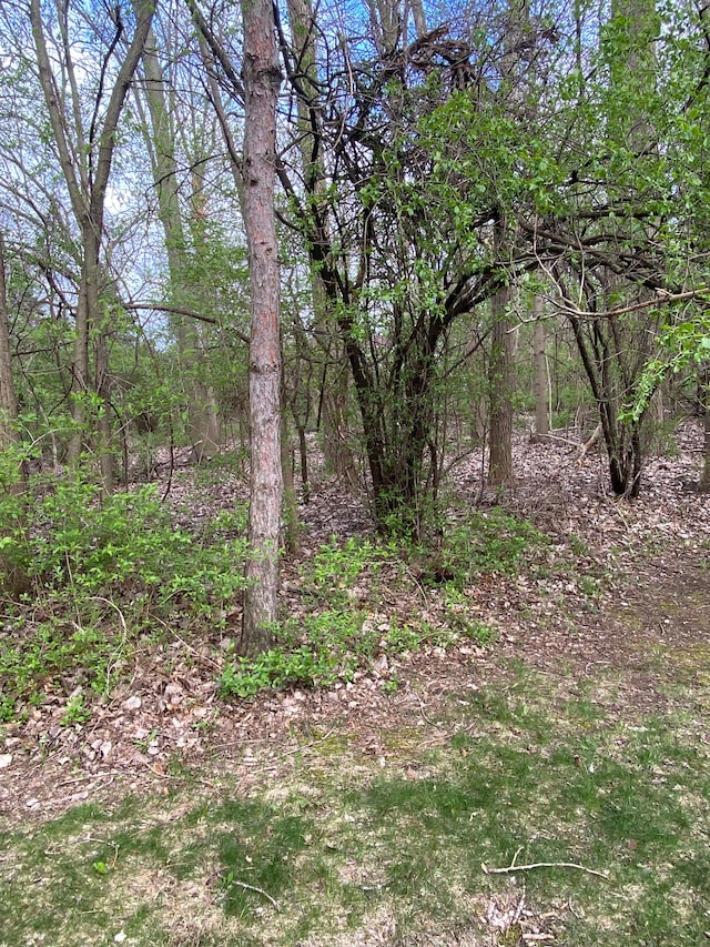 view of local wilderness