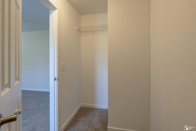 walk in closet with carpet flooring