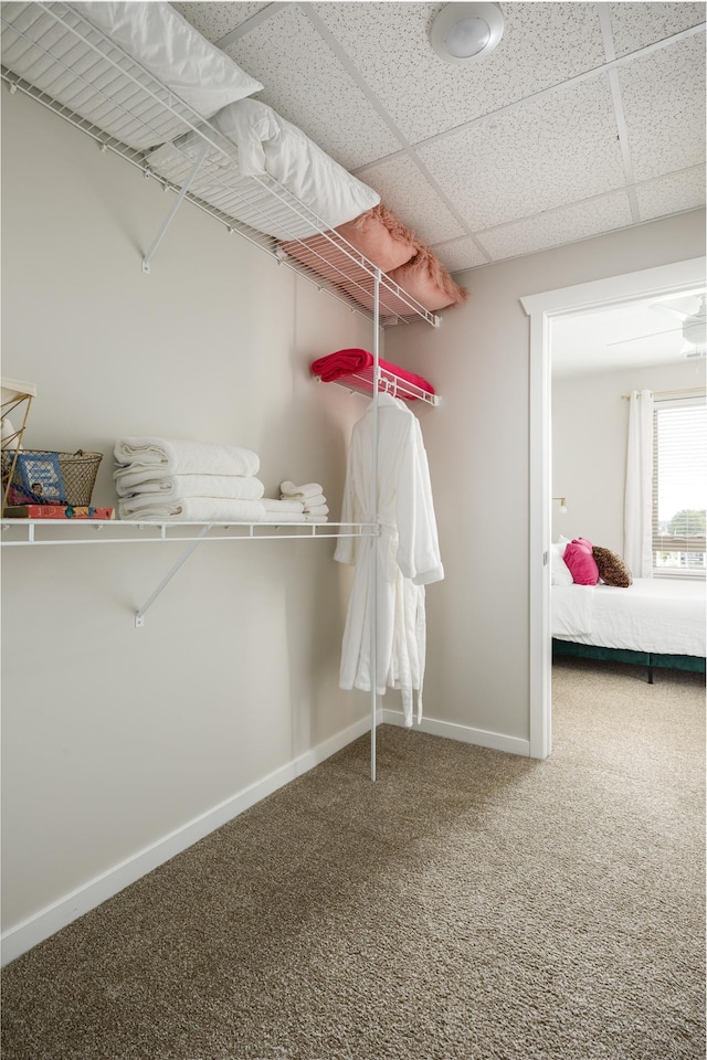 walk in closet with carpet flooring and a paneled ceiling