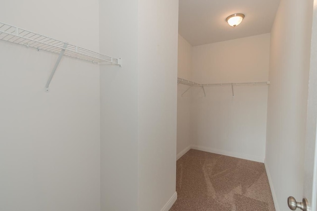 walk in closet featuring carpet flooring