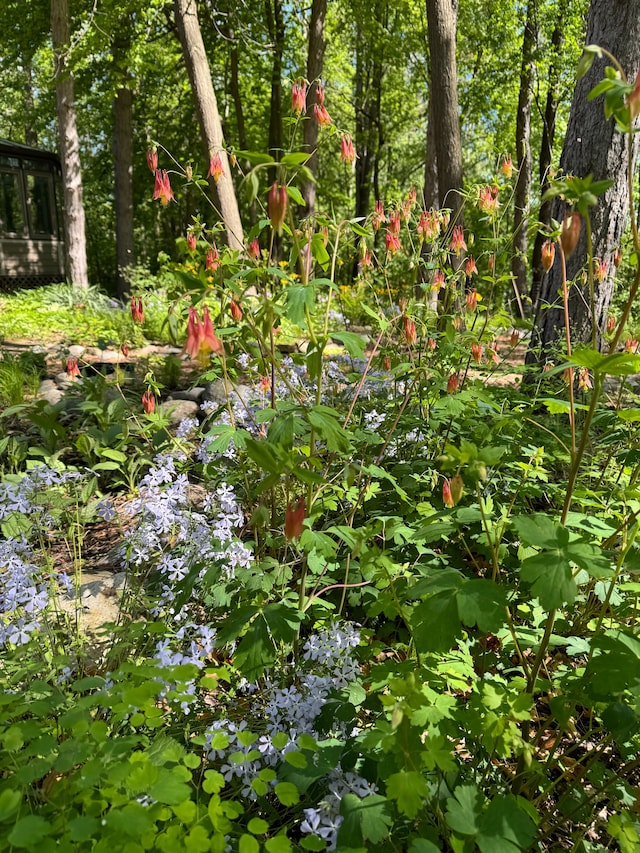 view of nature