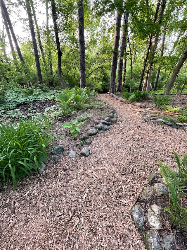 view of local wilderness