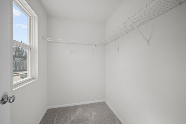 spacious closet featuring carpet