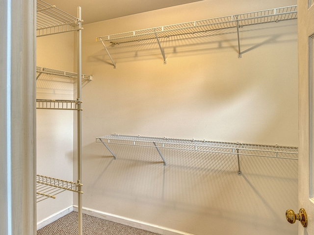 spacious closet featuring carpet floors