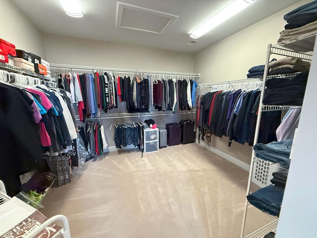 walk in closet with attic access and carpet
