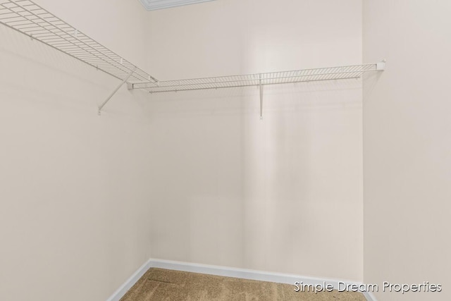 walk in closet featuring carpet flooring