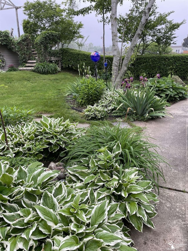 30500 Bayview St, Gibraltar, MI 48173 - view of yard