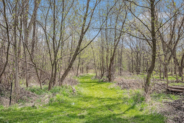 view of local wilderness