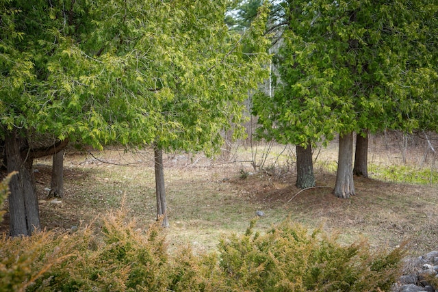 view of nature