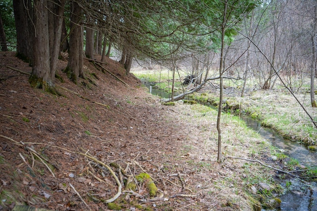 view of local wilderness