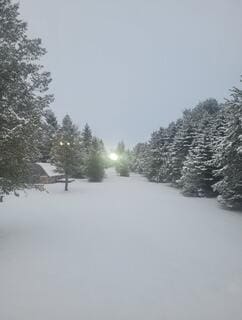 yard layered in snow featuring a forest view