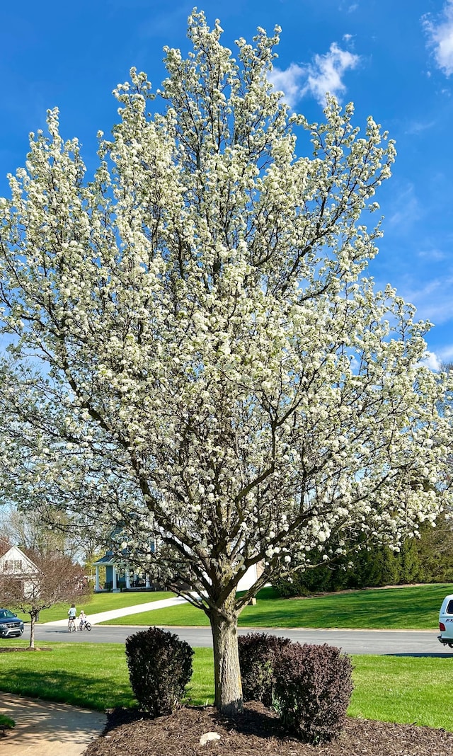 surrounding community featuring a lawn