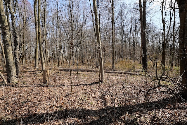 view of local wilderness
