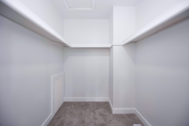 walk in closet with carpet floors