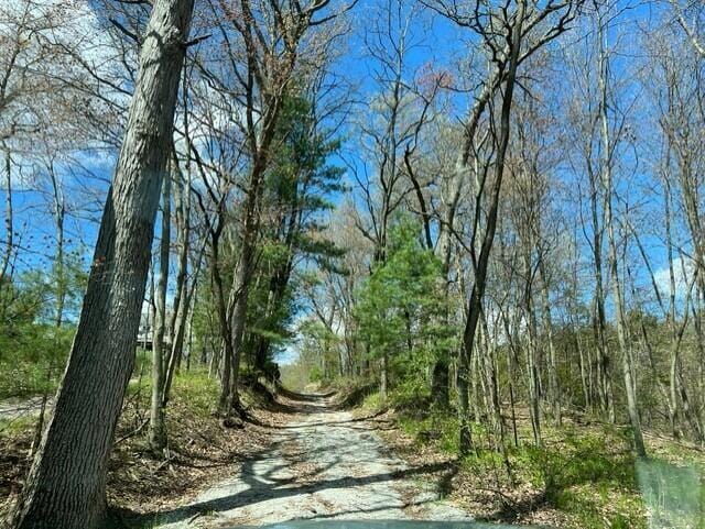 view of local wilderness with a wooded view