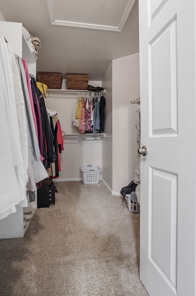 2435 Ivy Hill Dr, Commerce Twp, MI 48382 - walk in closet featuring attic access and carpet