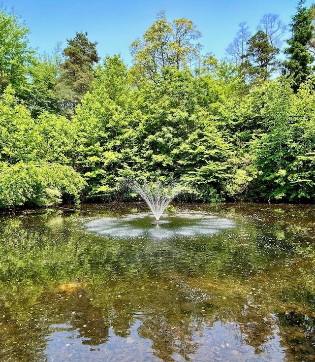 water view with a forest