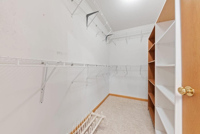 walk in closet with carpet flooring